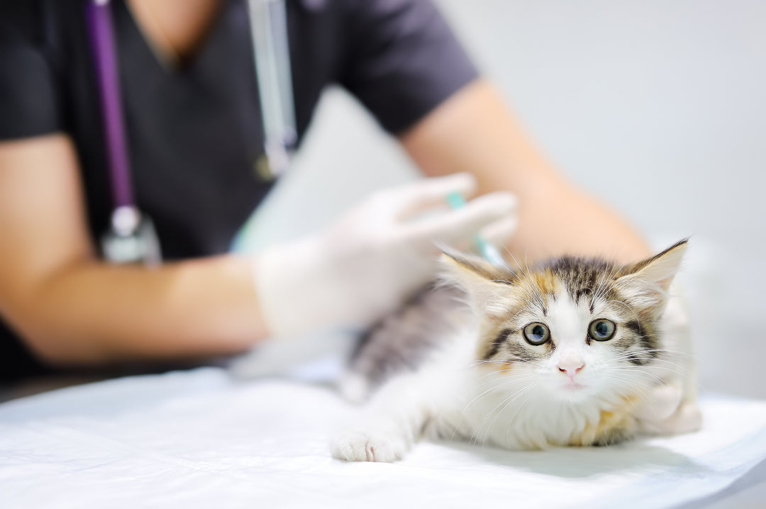 Gatto con artrite visitato da un veterinario