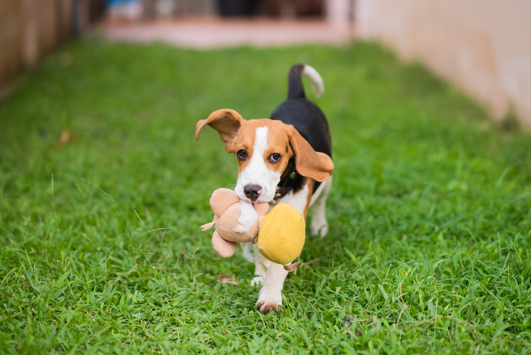 Giochi da Fare in Casa e all'Aperto con il Cane