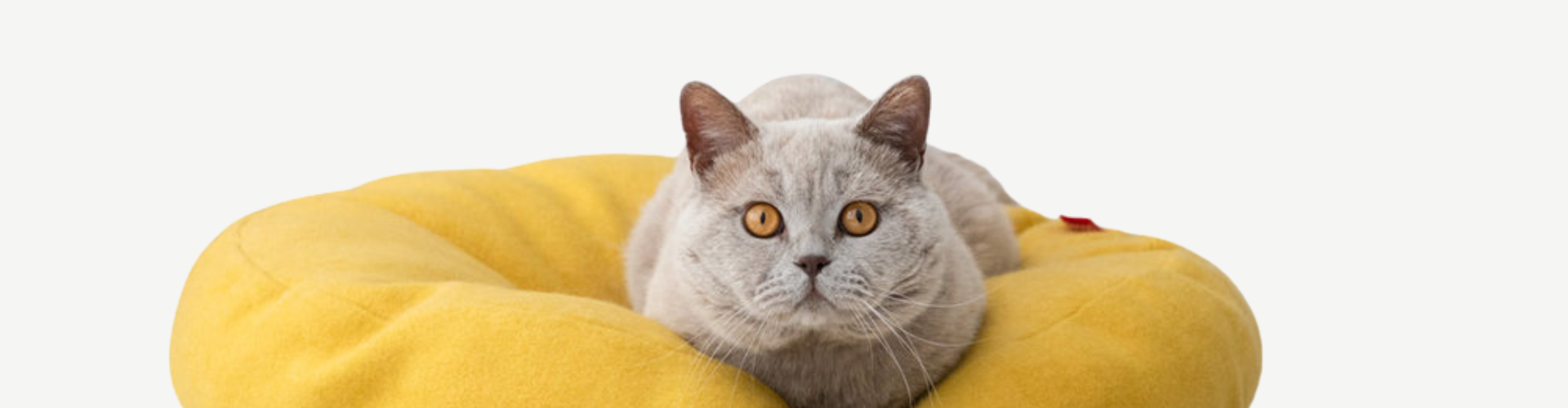 Gatto grigio con occhi arancioni sdraiato su un cuscino giallo a forma di ciambella, su sfondo bianco.