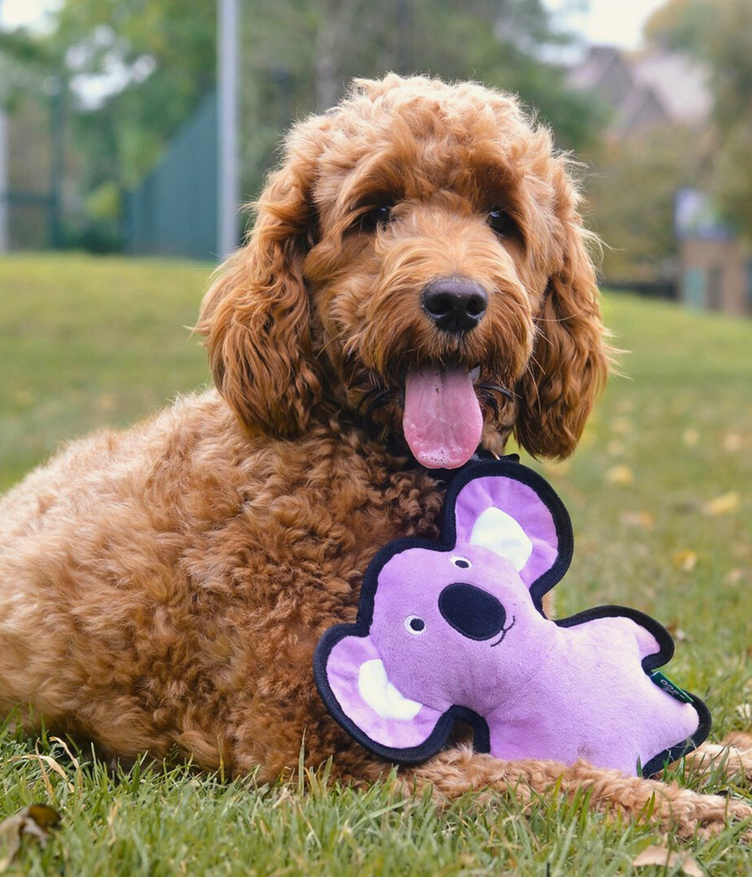 Barboncino che gioca con l giocattolo a forma di koala di colore viola nel prato 