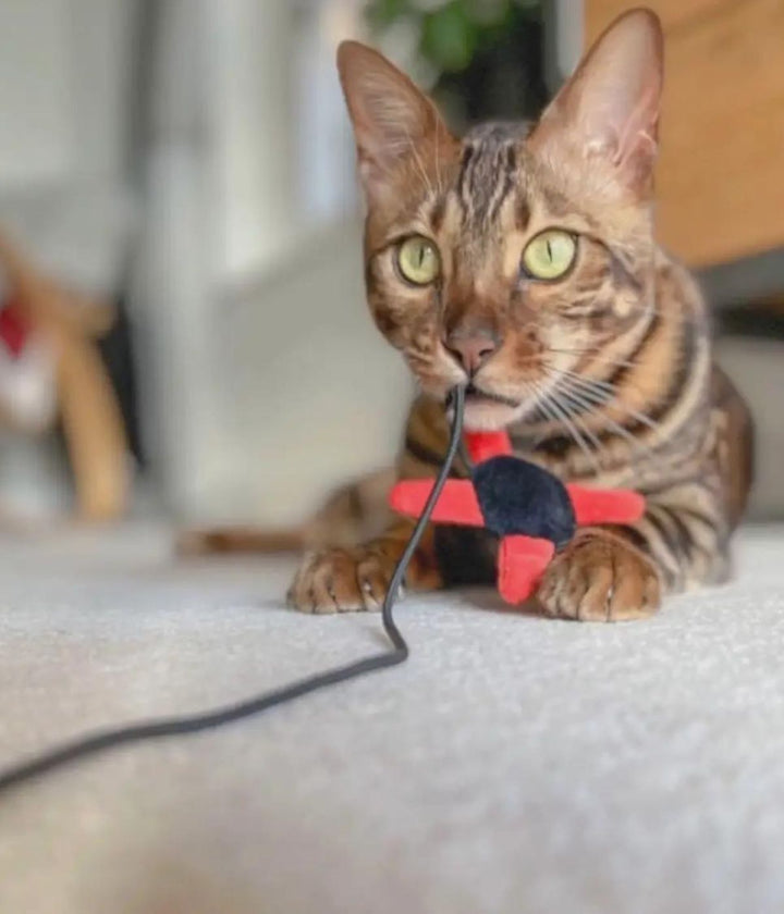 Gatto con Giocattolo interattivo in peluche Ninja per gatti, con forma a stella rossa e nera.