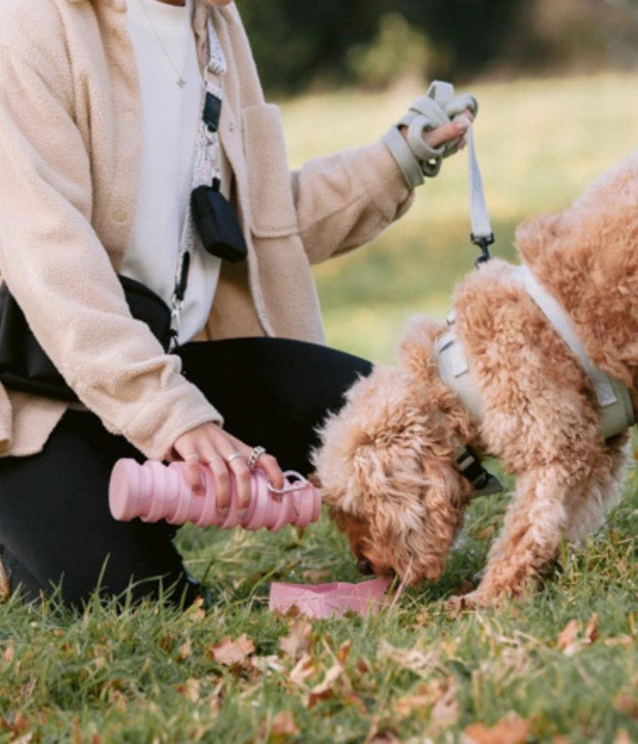 Persona che versa acqua nella ciotola da viaggio pieghevole rosa per un cane.