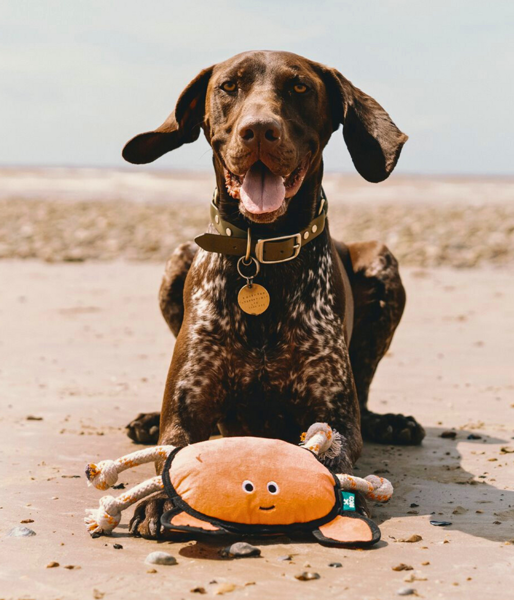 Cane sulla spiaggia che gioca con il gioco a forma di granchio