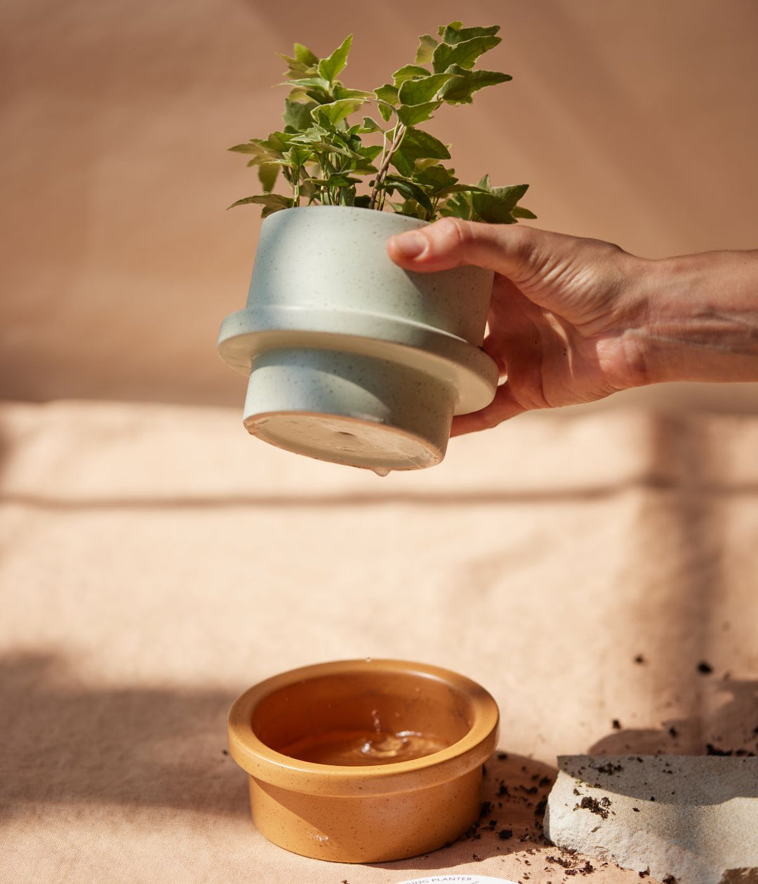 Primo piano di una mano che solleva una pianta in un vaso Folia sopra una base marrone con acqua.