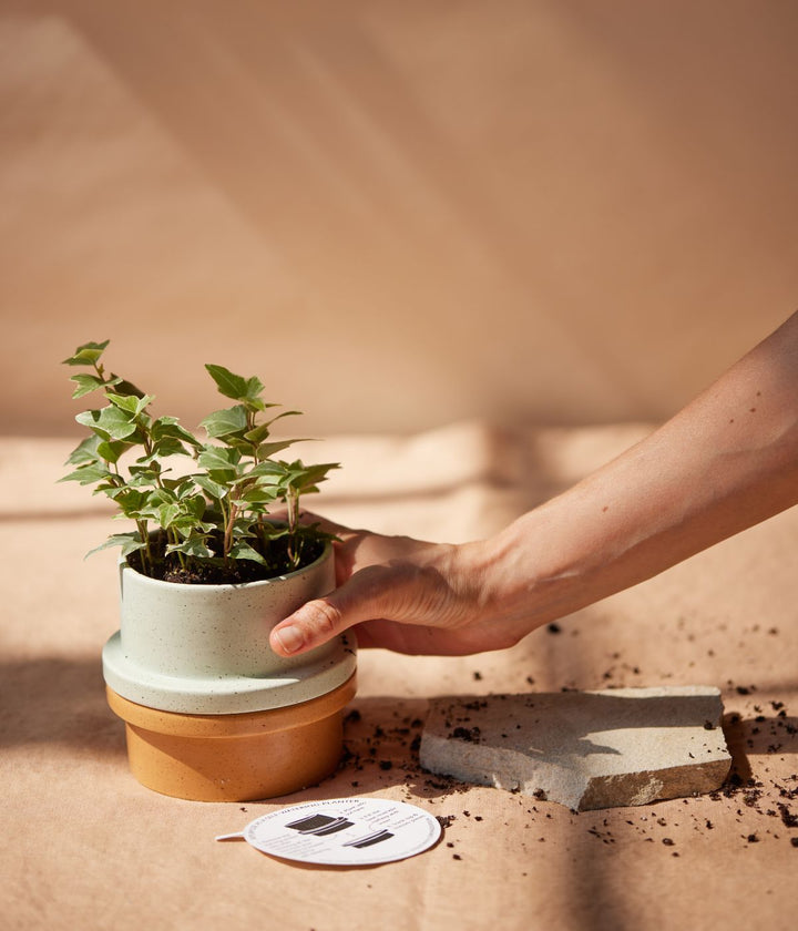 Una pianta in un vaso Folia verde chiaro posizionato su una base marrone, vista laterale con terra sparsa.